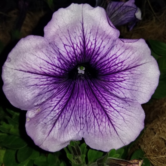 Meet your Posher, Lisa - Picture 1 of 1